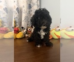BichPoo puppies - Male Bichpoo Puppy for Sale - Photo #24
