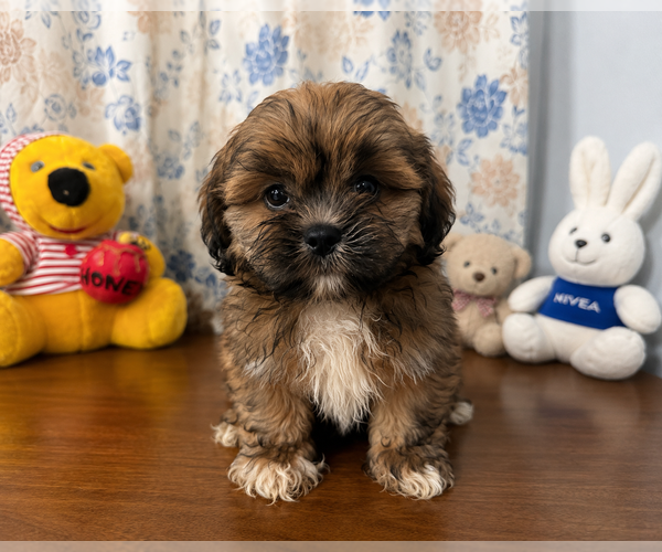 Medium Photo #21 Lhasa Apso Puppy For Sale in DURHAM, CT, USA