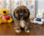 Small #20 Lhasa Apso