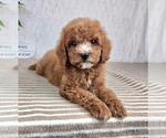 Small #4 Cavapoo