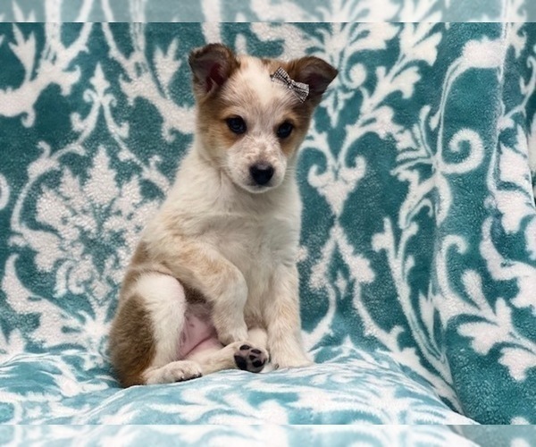Medium Photo #5 Texas Heeler Puppy For Sale in LAKELAND, FL, USA