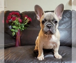 French Bulldog Puppy for sale in TAMPA, FL, USA