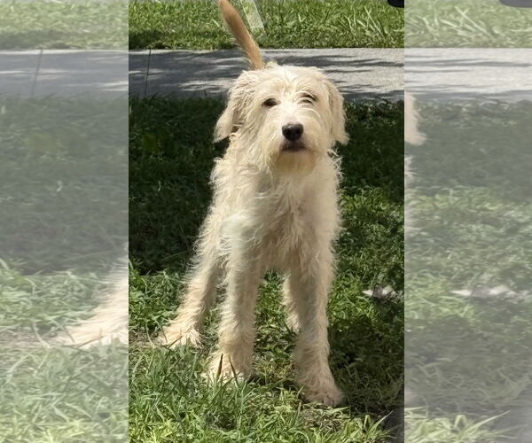 Medium Photo #2 Goldendoodle Puppy For Sale in Sanford, FL, USA