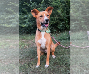 Carolina Dog-Unknown Mix Dogs for adoption in Boston, MA, USA