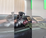 Small #10 Schnauzer (Miniature)