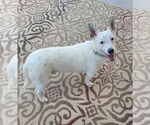 Small #2 Pembroke Welsh Corgi Mix