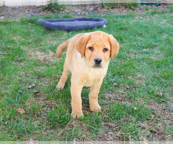 Medium Photo #3 Labrador Retriever Puppy For Sale in SYRACUSE, IN, USA