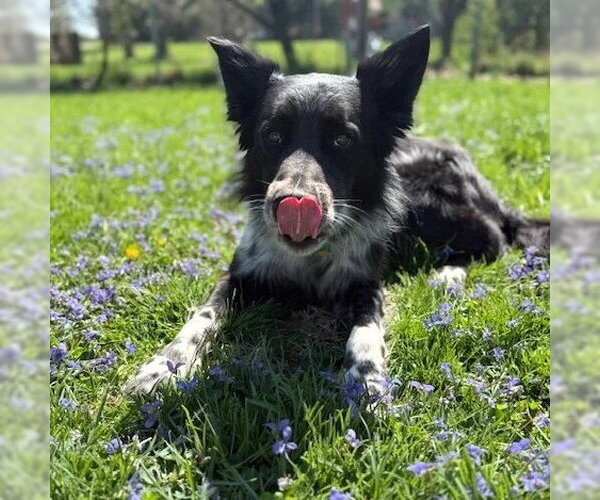 Medium Photo #1 Border Collie-Unknown Mix Puppy For Sale in Dublin, OH, USA