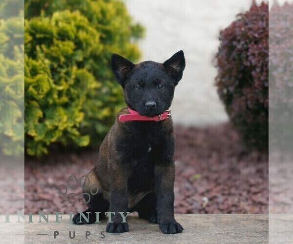 Medium Photo #2 Belgian Malinois Puppy For Sale in HONEY BROOK, PA, USA