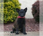 Small #1 Belgian Malinois