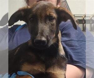 German Shepherd Dog-Unknown Mix Dogs for adoption in Bakersfield, CA, USA