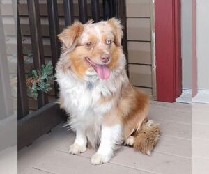Mother of the Miniature Australian Shepherd puppies born on 07/27/2026