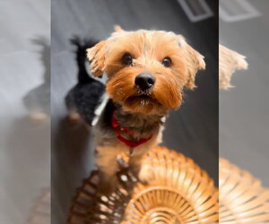 Shih Tzu-Unknown Mix Dogs for adoption in Oro Medonte, Ontario, Canada