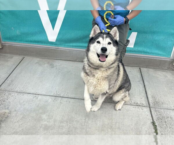Medium Photo #3 Siberian Husky Puppy For Sale in Salinas, CA, USA