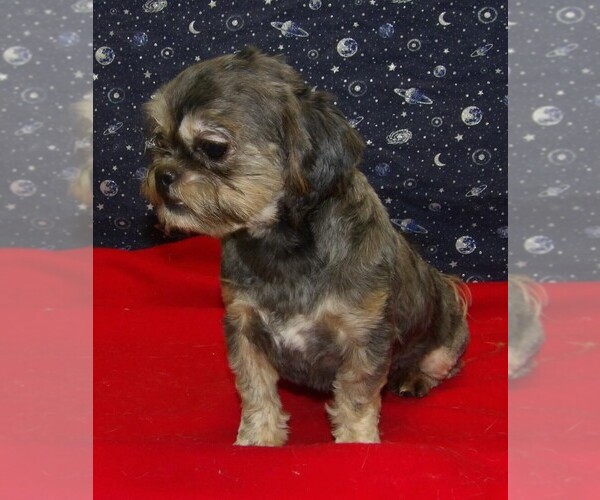 Medium Photo #7 Cavapoochon (Miniature) Puppy For Sale in PATERSON, NJ, USA