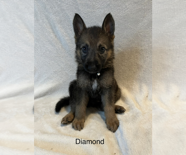 Medium Photo #22 German Shepherd Dog Puppy For Sale in ANNA, TX, USA