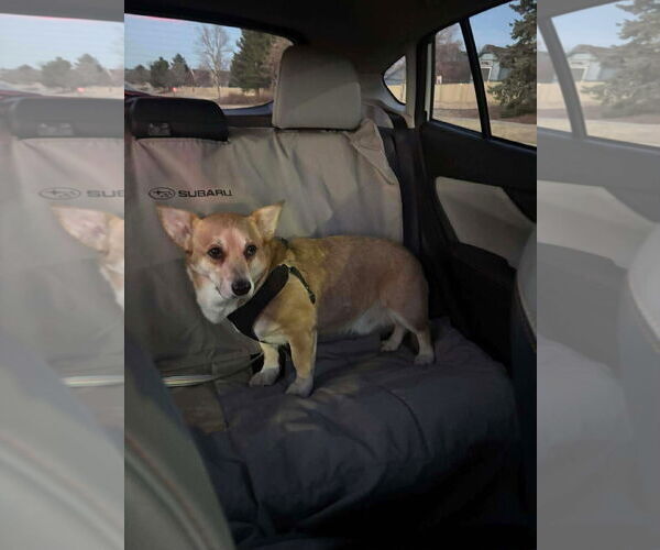 Medium Photo #5 Mutt Puppy For Sale in Denver , CO, USA