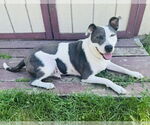 Small #2 American Pit Bull Terrier Mix