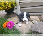 Small Photo #3 Greater Swiss Mountain Dog Puppy For Sale in MILLERSTOWN, PA, USA