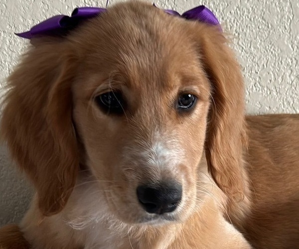 Medium Photo #1 Goldendoodle Puppy For Sale in SACRAMENTO, CA, USA
