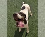 Small #7 German Shorthaired Pointer-Pointer Mix