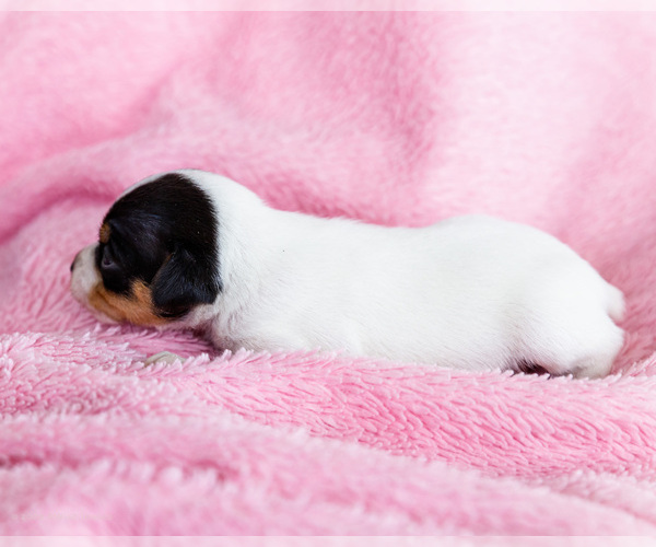 Medium Photo #4 Fox Terrier (Smooth)-Fox Terrier (Toy) Mix Puppy For Sale in WAKARUSA, IN, USA