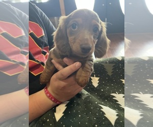 Dachshund Puppy for sale in LAWSON, MO, USA