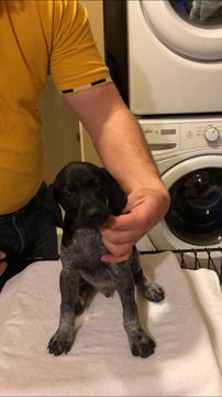 Medium Photo #1 German Shorthaired Pointer Puppy For Sale in ARLINGTON, SD, USA