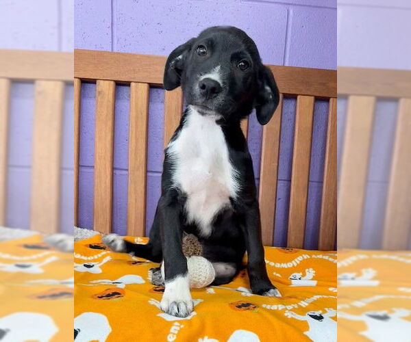 Medium Photo #2 Labrador Retriever-Unknown Mix Puppy For Sale in Genesee, WI, USA