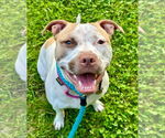Small #22 American Staffordshire Terrier Mix
