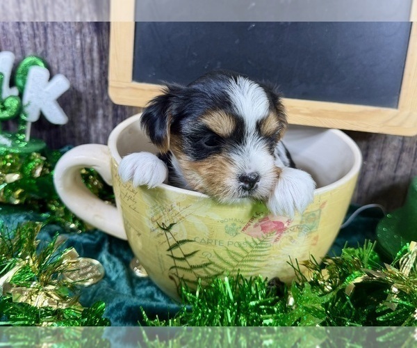Medium Photo #4 Morkie Puppy For Sale in CASSVILLE, MO, USA