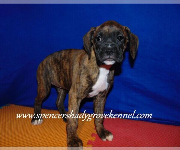 Medium Photo #9 Boxer Puppy For Sale in CABOOL, MO, USA