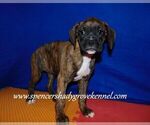 Small #8 Boxer
