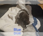 Puppy Blue German Shorthaired Pointer