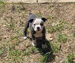 Small #1 Olde English Bulldogge