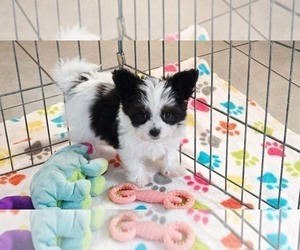 Papitese Puppy for sale in ORO VALLEY, AZ, USA