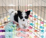 Image preview for Ad Listing. Nickname: Baxter
