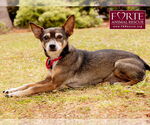 Small #1 American Rat Pinscher