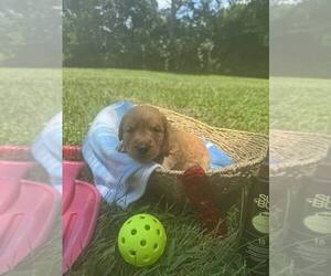 Medium Golden Retriever