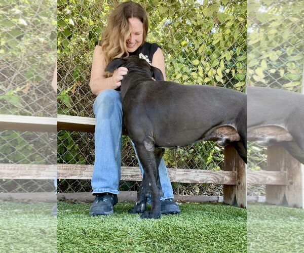 Medium Photo #3 American Pit Bull Terrier-Unknown Mix Puppy For Sale in Rowlett, TX, USA