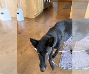 Flaca located in Montana - Female Holland Shepherd-Unknown Mix Dog for Adoption - Photo #3