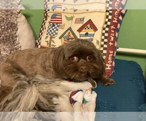 Baby - Female Shih Tzu Dog for Adoption - Photo #2