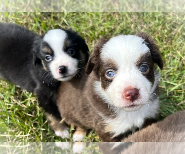 Medium Photo #2 Miniature Australian Shepherd Puppy For Sale in MONTICELLO, SC, USA