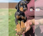 Small Doberman Pinscher