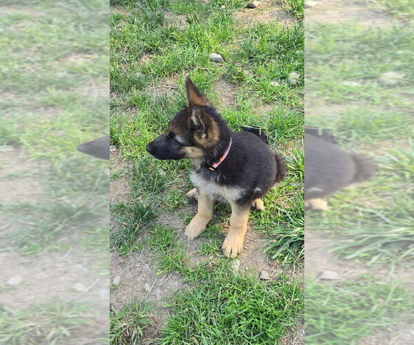 Medium Photo #16 German Shepherd Dog Puppy For Sale in MONROE, WA, USA