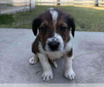 Small #2 Border Collie-Saint Bernard Mix