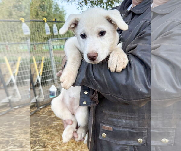 Medium Photo #5 Gerberian Shepsky Puppy For Sale in Corona, CA, USA