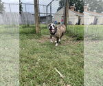 Small #7 Mutt