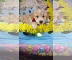 Small Photo #2 Poodle (Toy) Puppy For Sale in SOUTHGATE, MI, USA