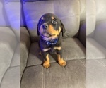 Small #15 Rottweiler